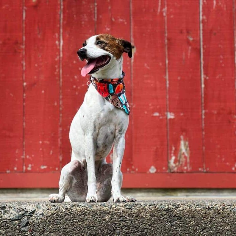 Harper-bandana-01-flip-b Harper-bandana-01-flip-b